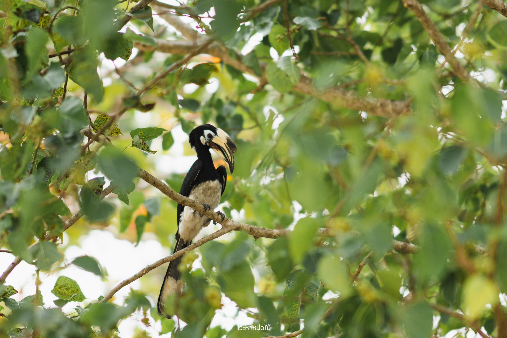 hornbill