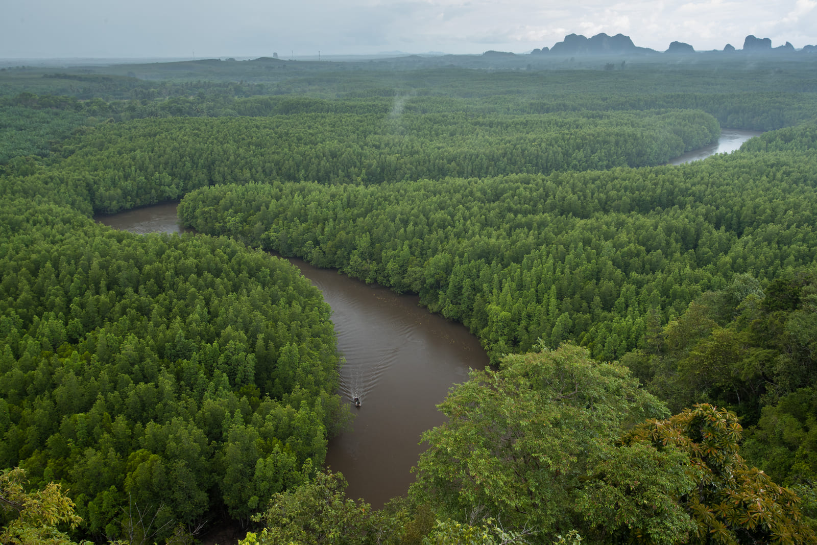 Mangrove Forest Tour., Dugong Village