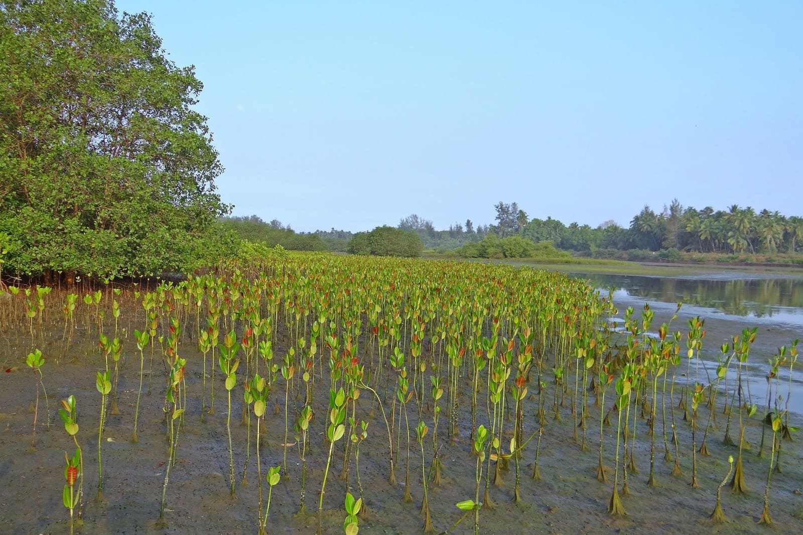 Mangrove Forest Tour., Dugong Village