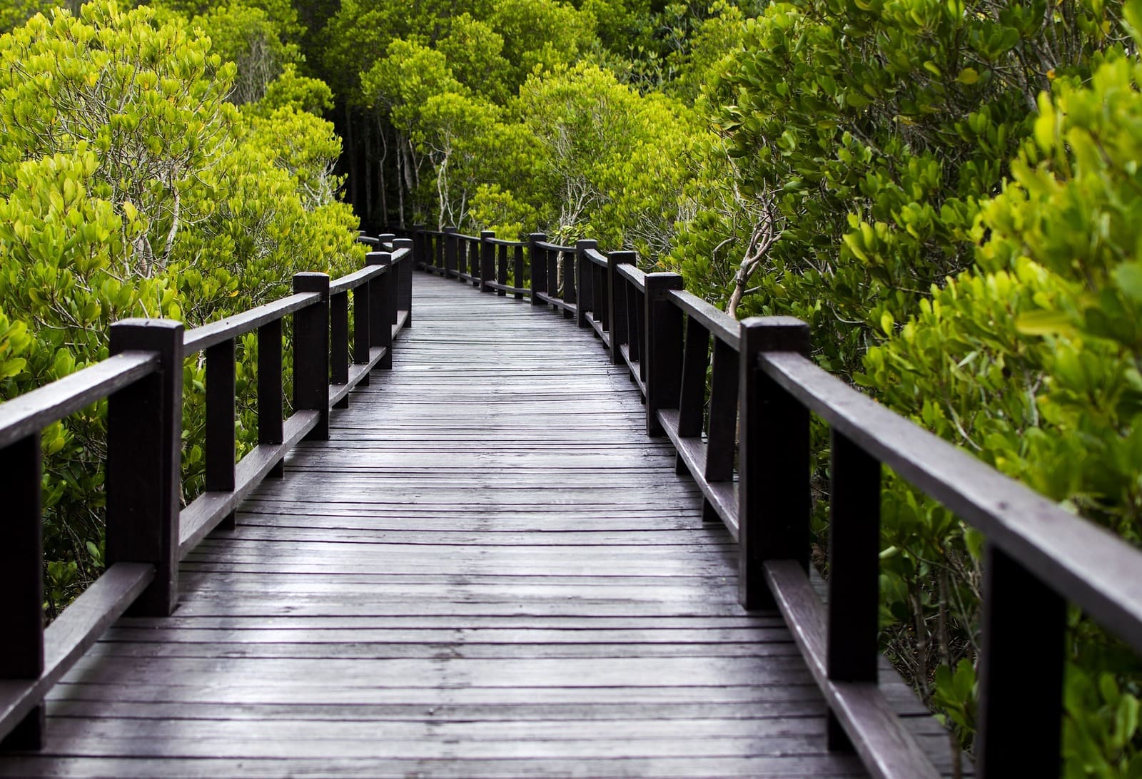 Mangrove Forest Tour., Dugong Village