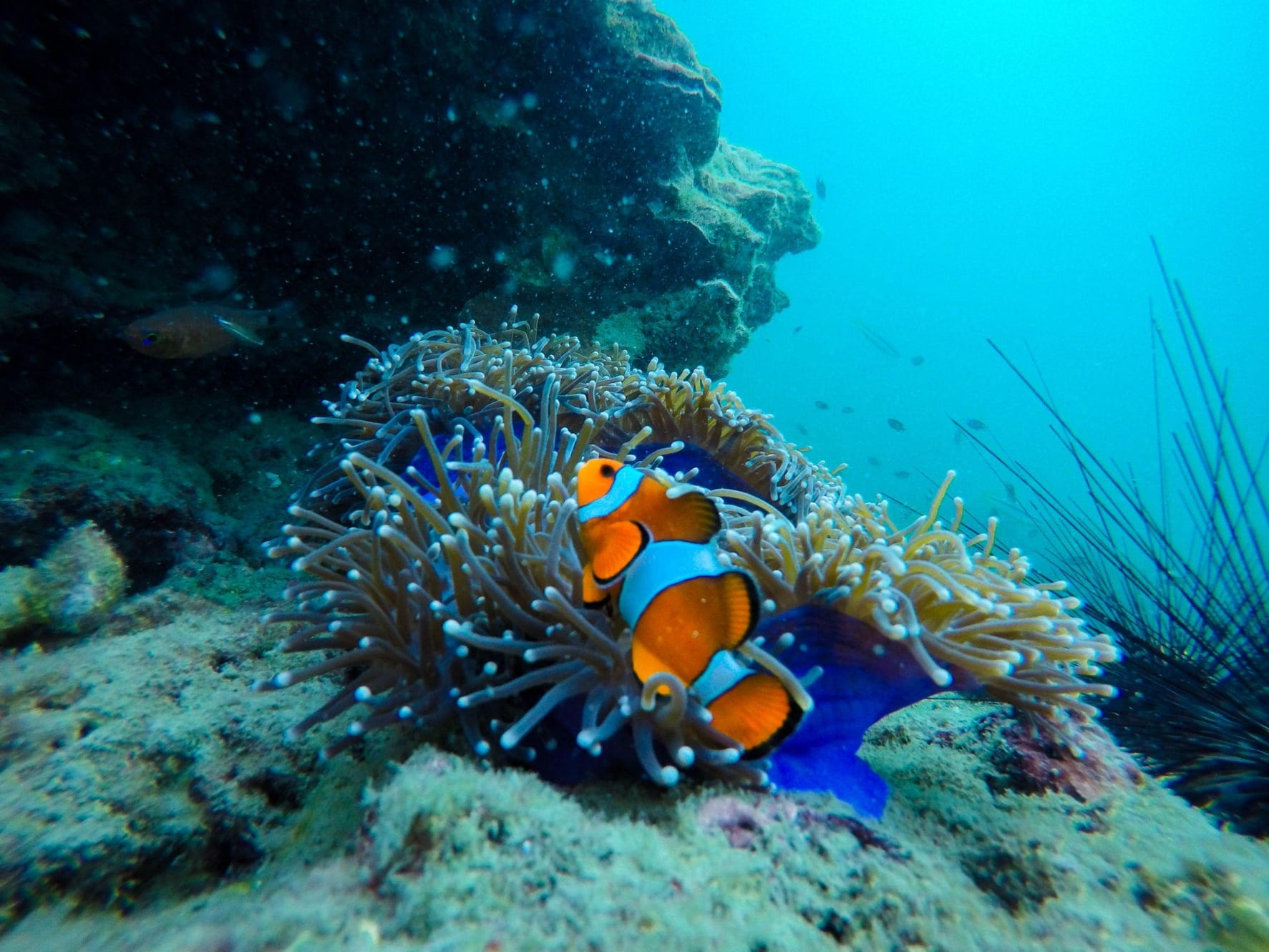 Paradice lost on Koh Rok